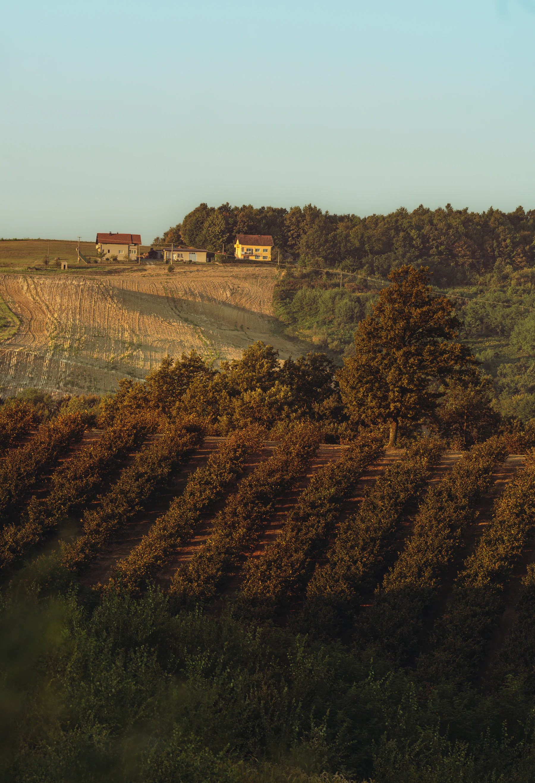 Orchards, fields and village homes in the rolling Kulina landscape of Bosnian Posavina.