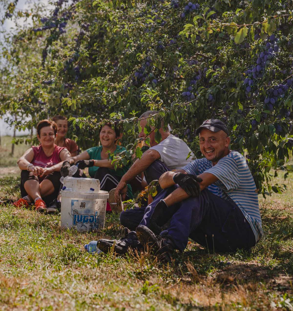 A group of people resting together during the plum harvest in a Kulina orchard.
