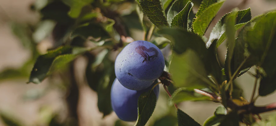 Ripe plum on a tree in a Kulina orchard.