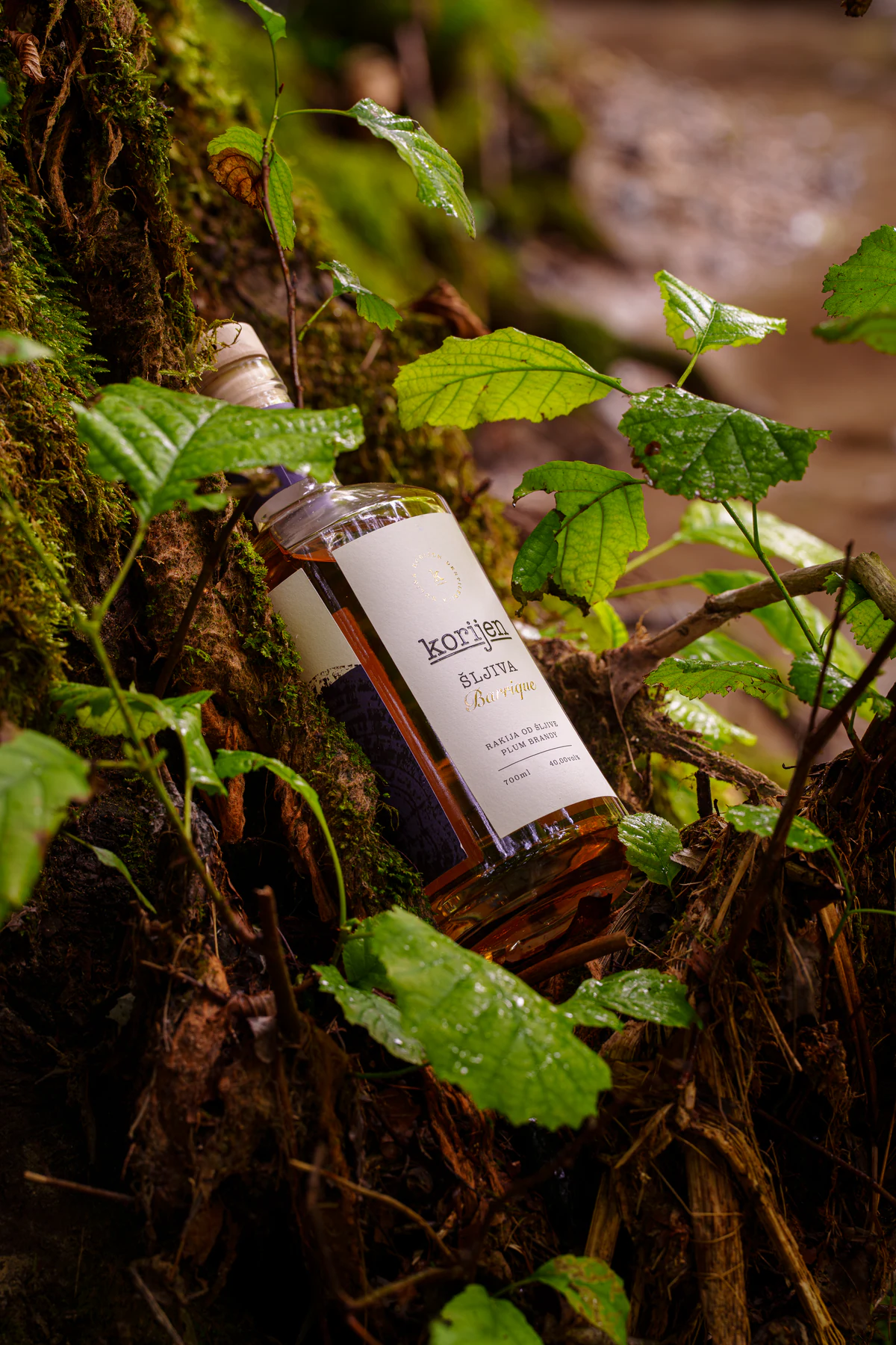 Korijen plum barrique bottle resting among moss and green forest leaves.