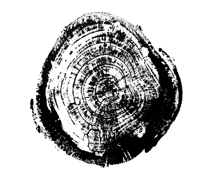 Graphic print made from the cross-section of a plum tree in the Kulina orchard.