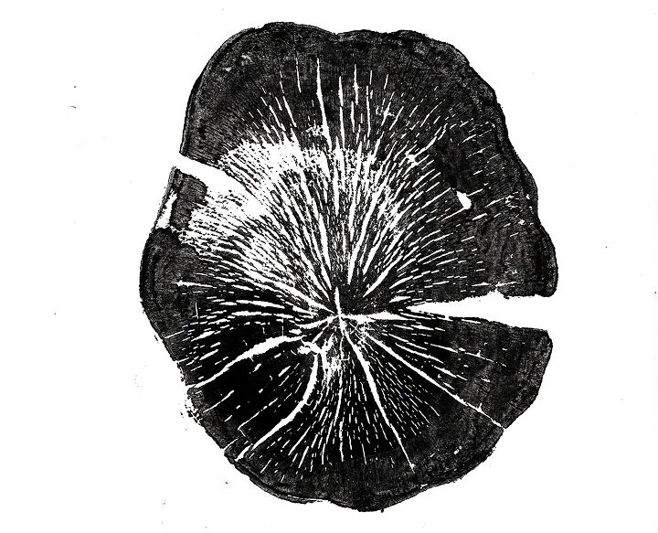 Graphic print made from the cross-section of a quince tree in the Kulina orchard.
